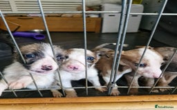 Lurcher dogs for sale: 8 beautiful lurcher puppies  - Image 1