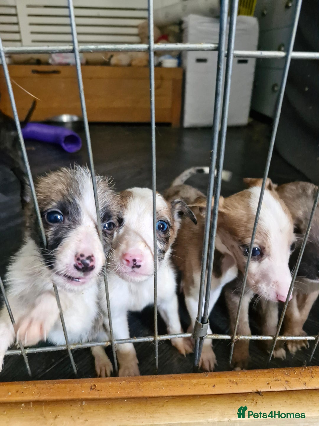Lurcher dogs for sale: 8 beautiful lurcher puppies  - Image 1