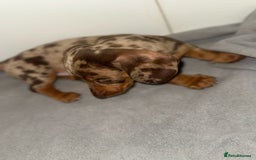Dachshund dogs for sale: Mini long and smooth hair dachshund puppies  - Image 14
