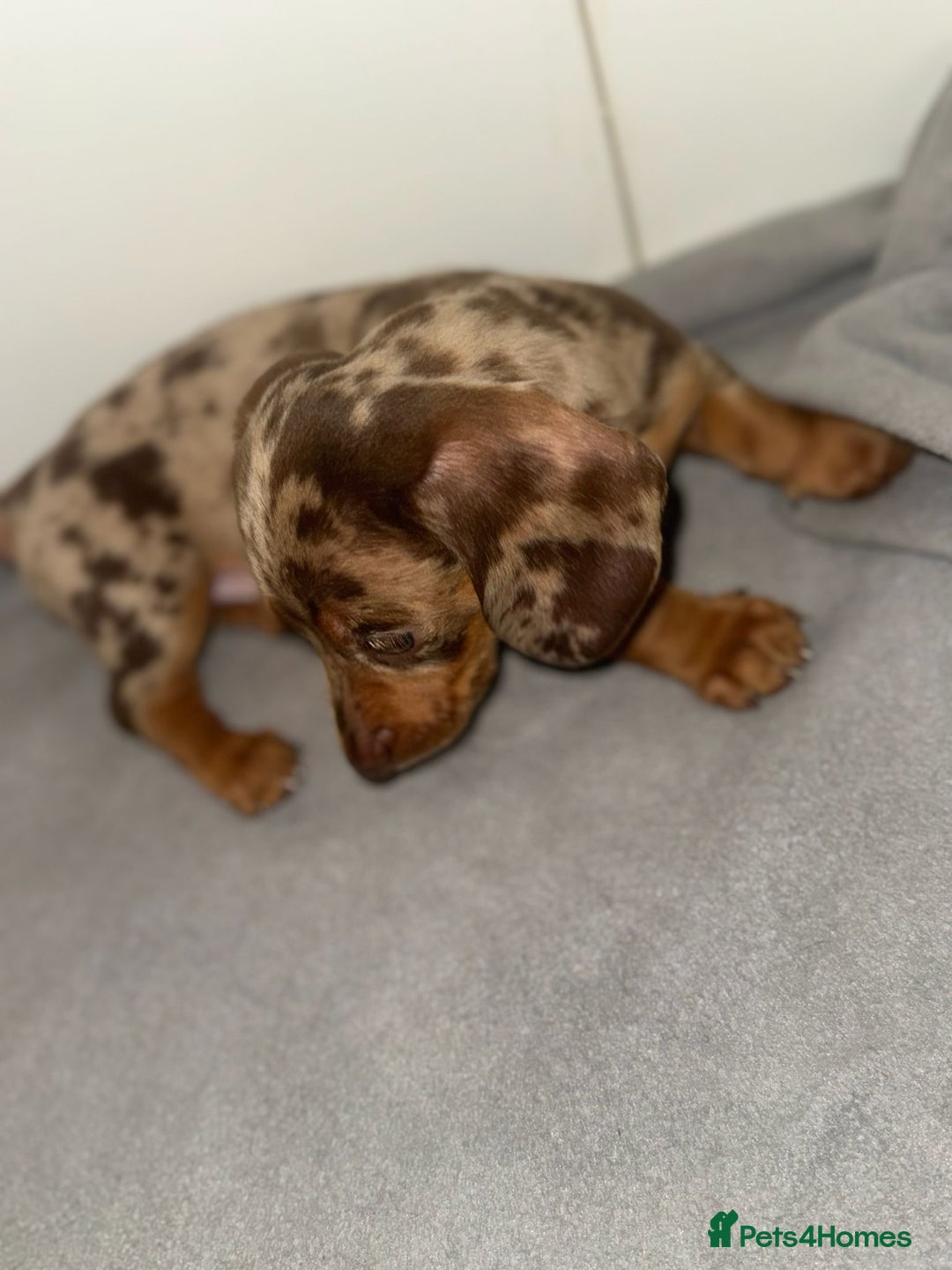 Dachshund dogs for sale: Mini long and smooth hair dachshund puppies  - Image 14