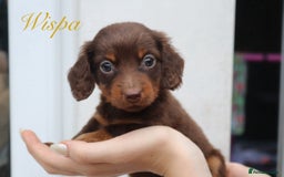 Miniature Dachshund dogs for sale: Long Haired Miniature Dachshunds😍 - Image 3