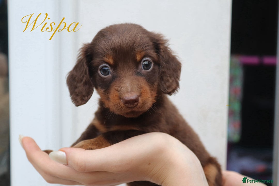 Miniature Dachshund dogs for sale: Long Haired Miniature Dachshunds😍 - Image 3