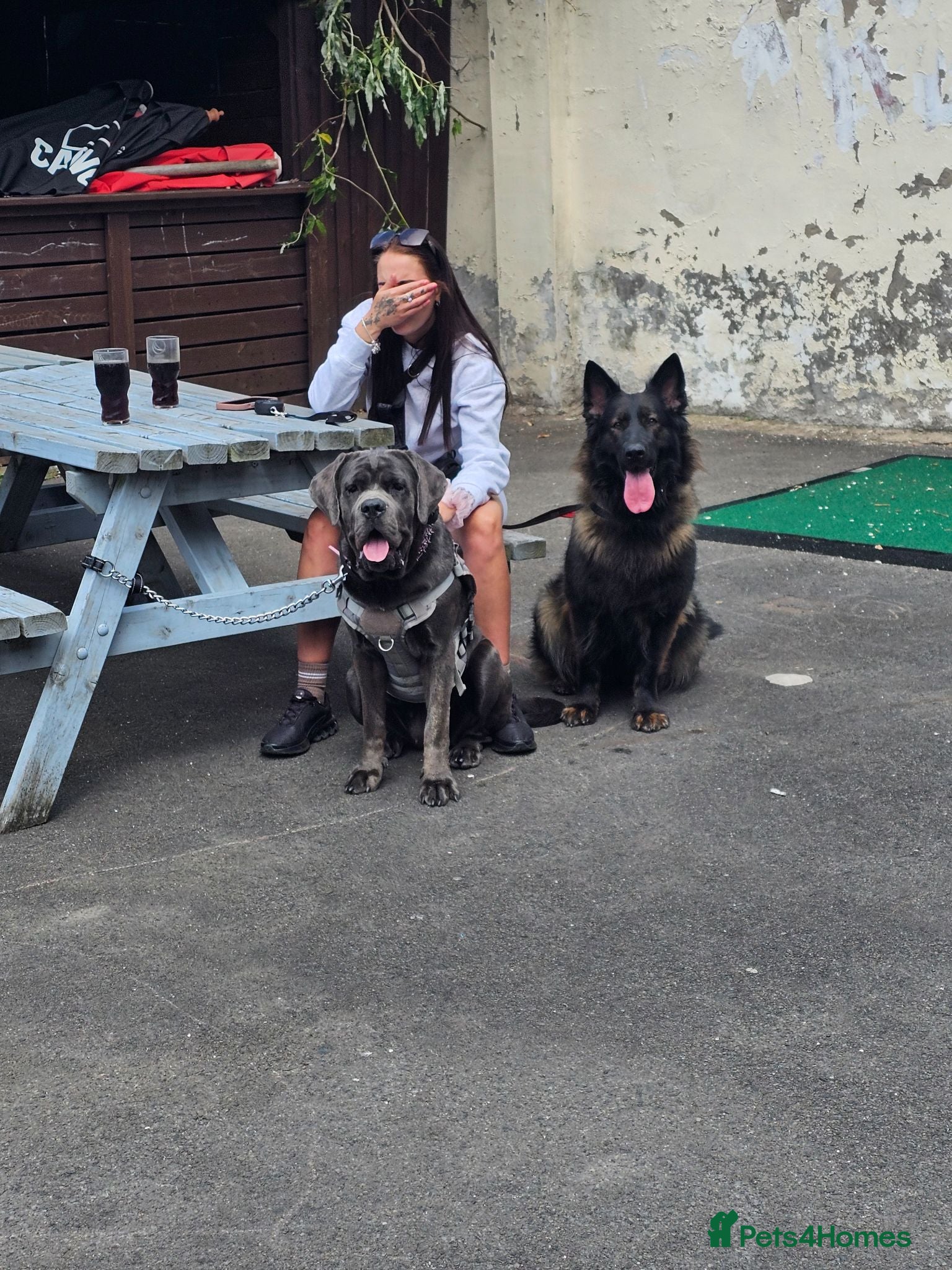 Cane Corso dogs Cane Corso 9 months old  - Advert 3