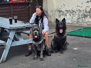 Cane Corso dogs Cane Corso 9 months old - Advert 2