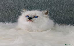 Ragdoll cats for sale: Best Ragdoll Kittens Regional Winner - Image 19