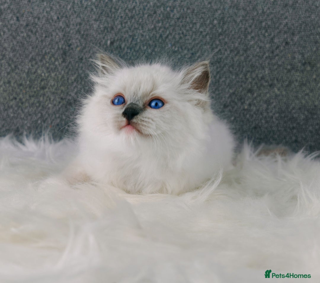 Ragdoll cats for sale: Best Ragdoll Kittens Regional Winner - Image 19