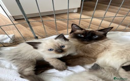 Ragdoll cats for sale: 💖Purebred Beautiful Chocolate Ragdoll Kittens.💖 - Image 1