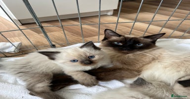 Ragdoll cats - Advert 19