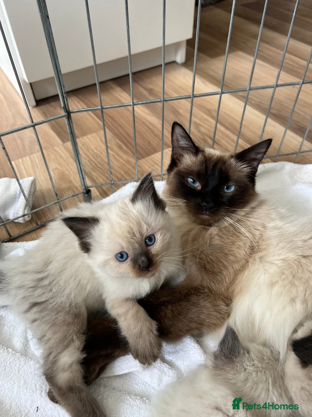 Ragdoll cats for sale: 💖Purebred Beautiful Chocolate Ragdoll Kittens.💖 - Image 1