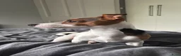 Jack Russell dogs for stud: Purebred Jack Russell Available for Stud - Advert 6