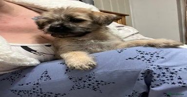 Mixed Breed dogs - Advert 12