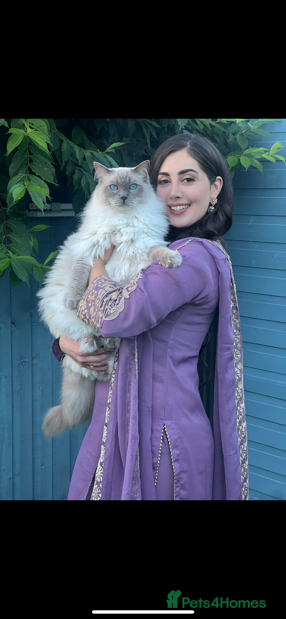 Ragdoll cats for sale: Ragdoll for rehome  - Advert 8