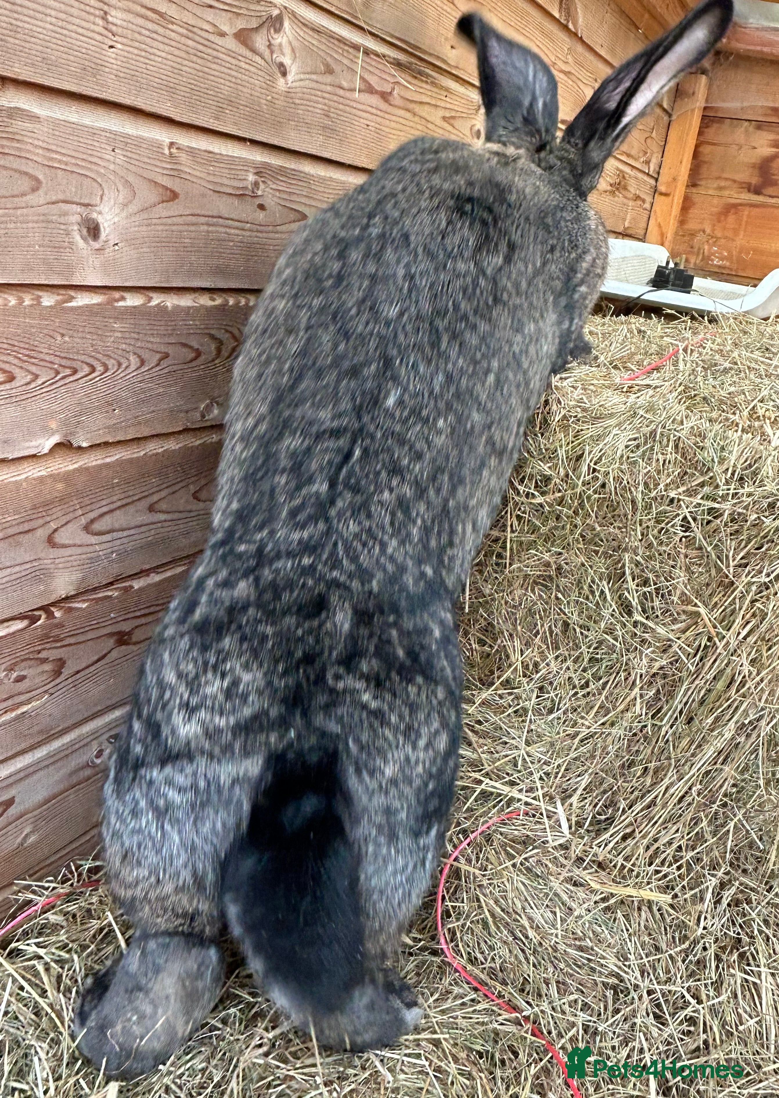 Continental Giant rabbits WE HAVE THE WORLD BIGGEST BUNNIES  - Advert 7