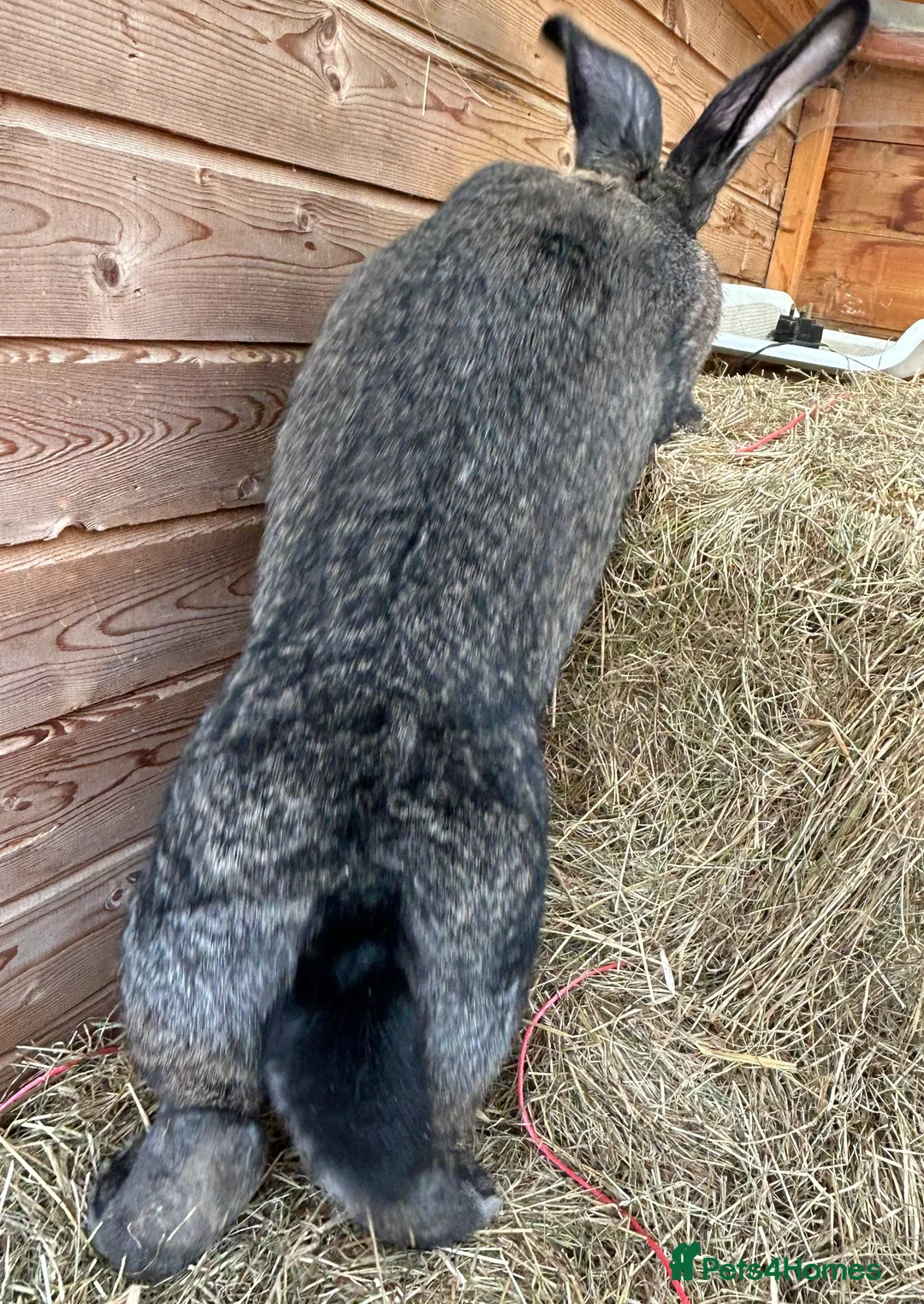 Continental Giant rabbits for sale: WE HAVE THE WORLD BIGGEST BUNNIES  - Advert 1