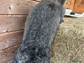 Continental Giant rabbits WE HAVE THE WORLD BIGGEST BUNNIES - Advert 7