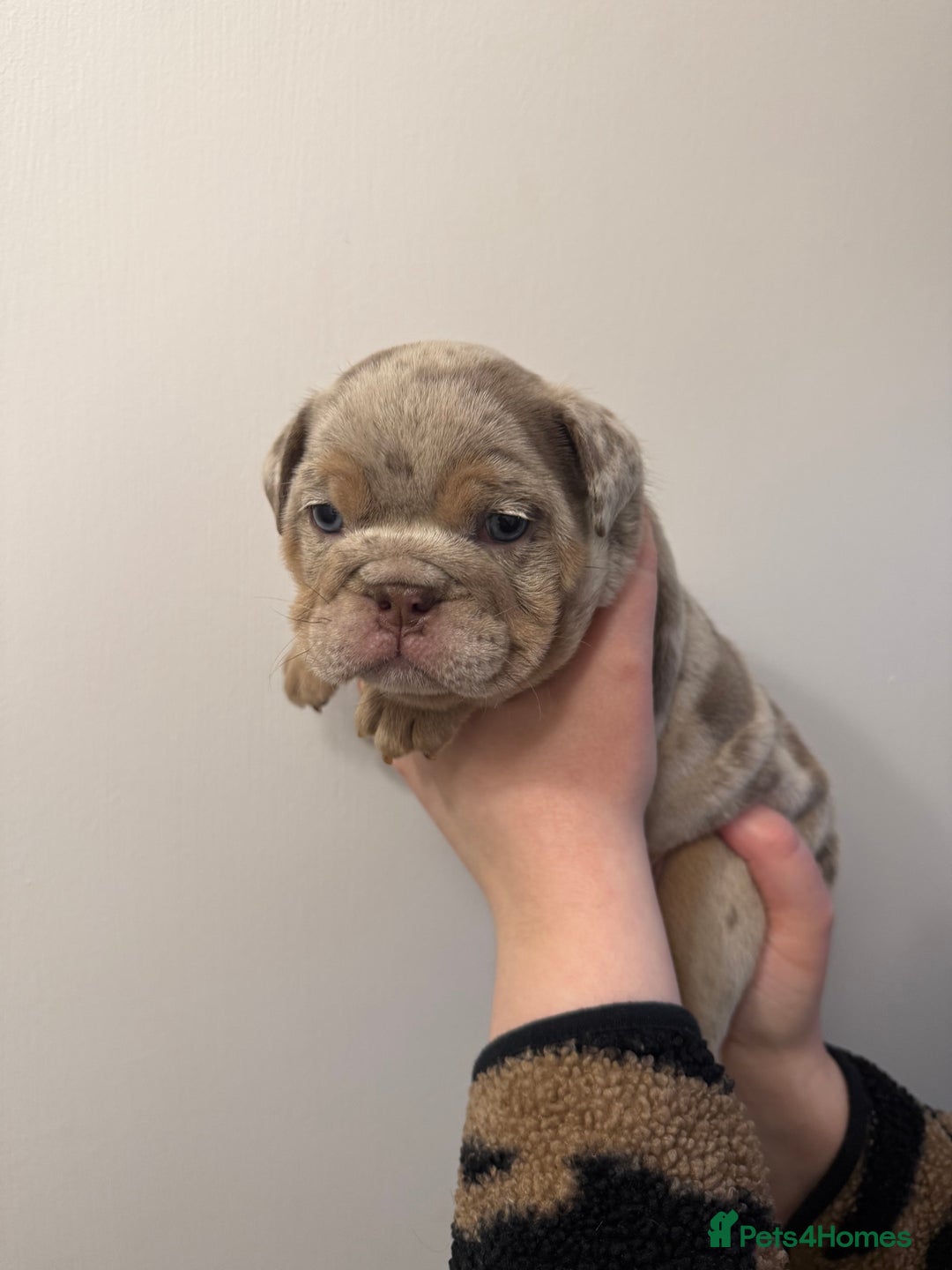English Bulldog dogs for sale: Lilac Merle female English bulldog puppies  - Advert 6