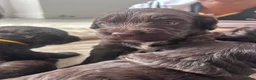 Sproodle dogs for sale: Gorgeous chocolate sproodle f1b puppies in Hull - Advert 15