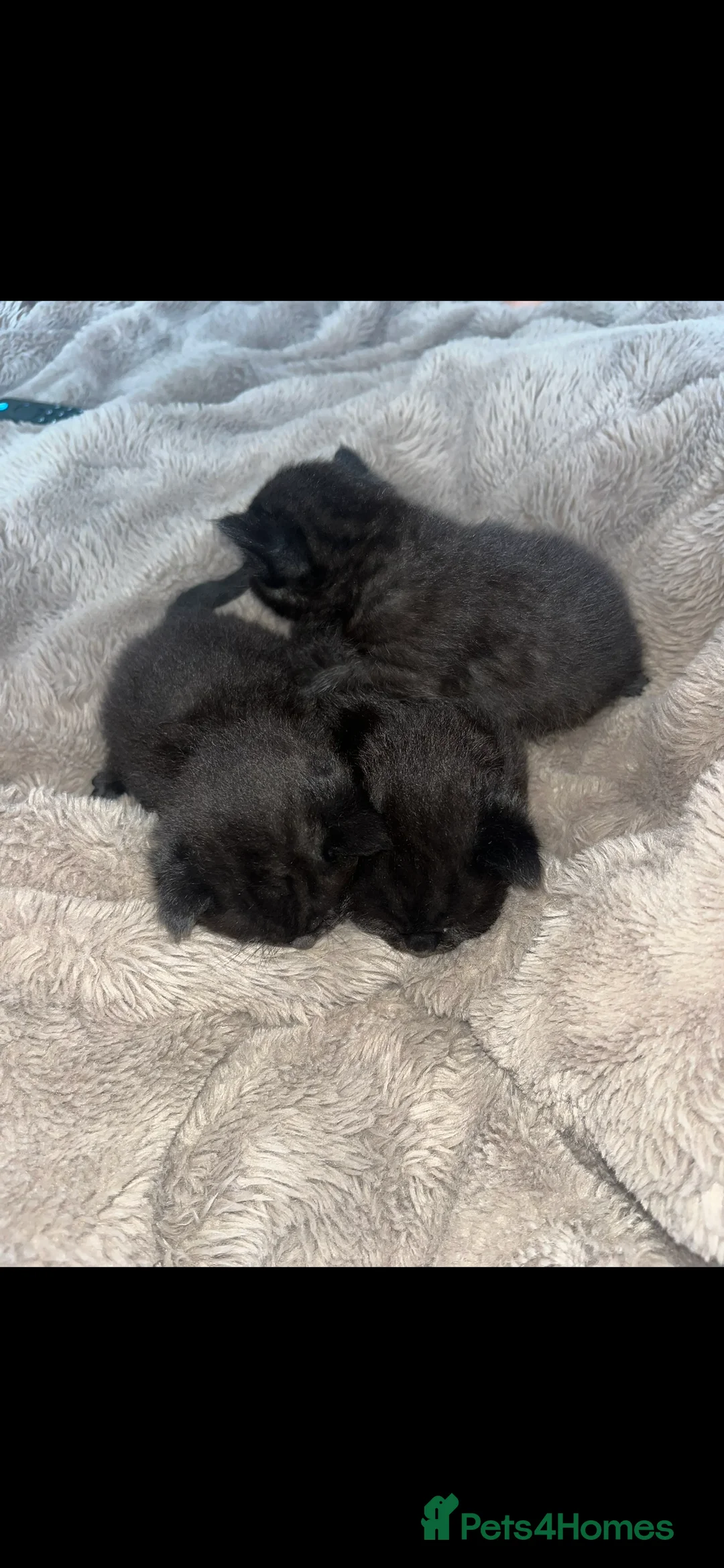 Mixed Breed cats for sale: BEAUTIFUL KITTENS LOOKING FOR THEIR FOREVER HOMES - Advert 2