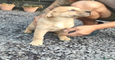 Mixed Breed dogs - Advert 3