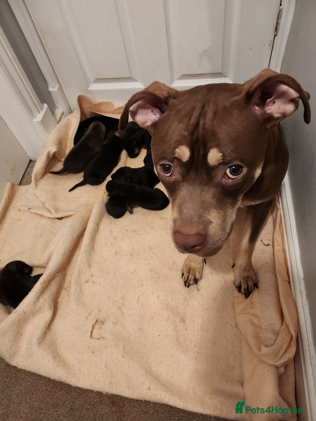 Mixed Breed dogs for sale: Staff x Chinese red dog 7 weeks old - Image 2