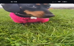 Chiweenie dogs for sale: One beautiful girl left  - Image 5