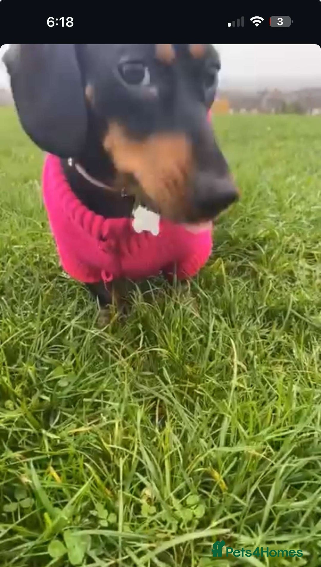 Chiweenie dogs for sale: One beautiful girl left  - Image 5