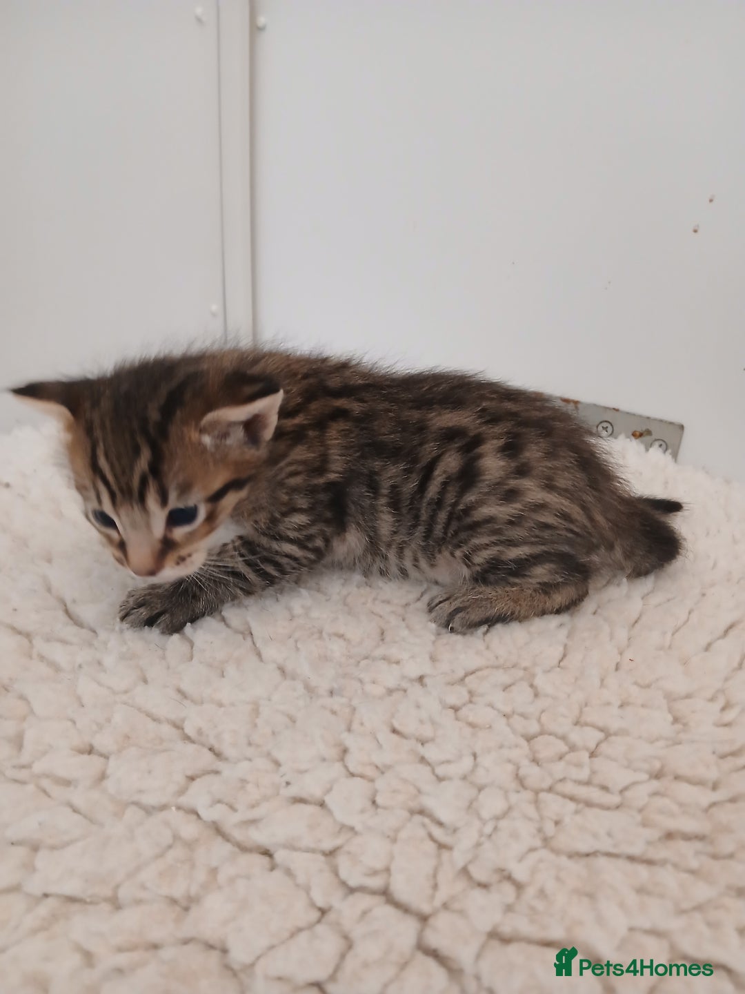 Savannah cats for sale: Savannah x Maine Coon kittens - Advert 3