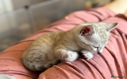 Bengal cats for sale: 💙Stunning Silver Mink Bengal TICA registered  - Image 6