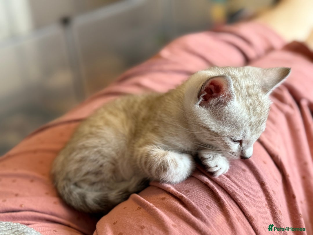 Bengal cats for sale: 💙Stunning Silver Mink Bengal TICA registered  - Image 6