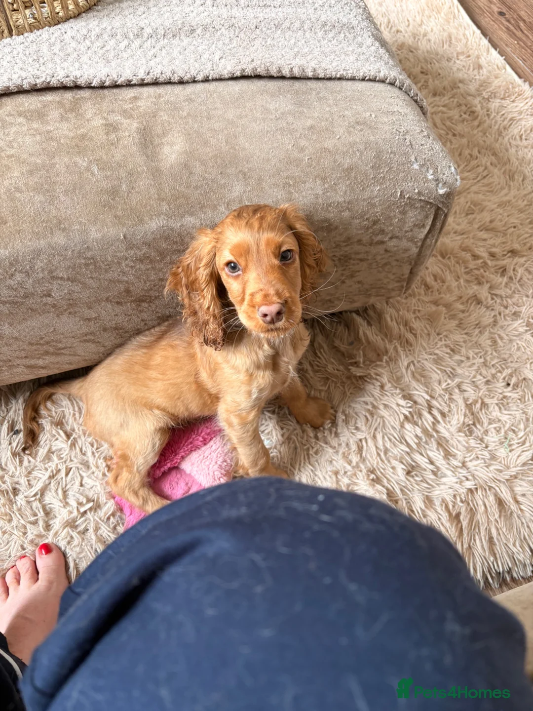 Cocker Spaniel dogs for sale: Honey sable cocker spaniel  in London - Advert 9