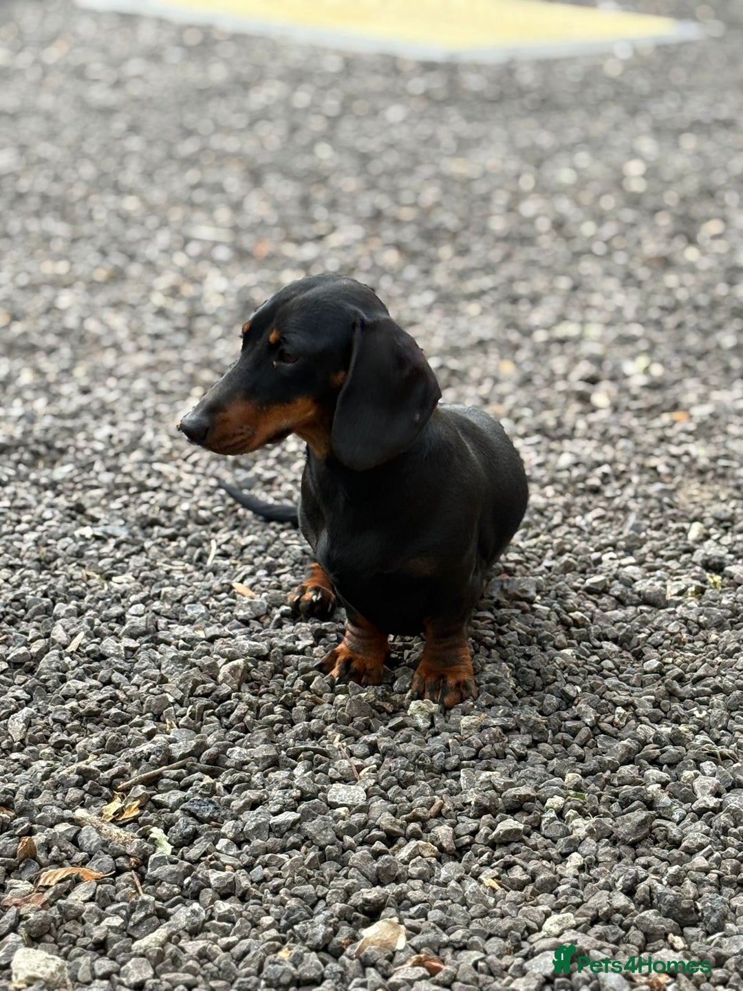 Dachshund dogs for sale: 2 dachshund sisters black & tan kc registered - Image 6