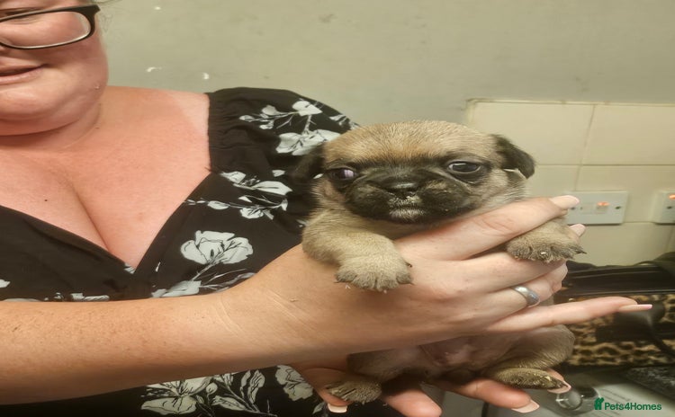 Mixed Breed dogs - Advert 2