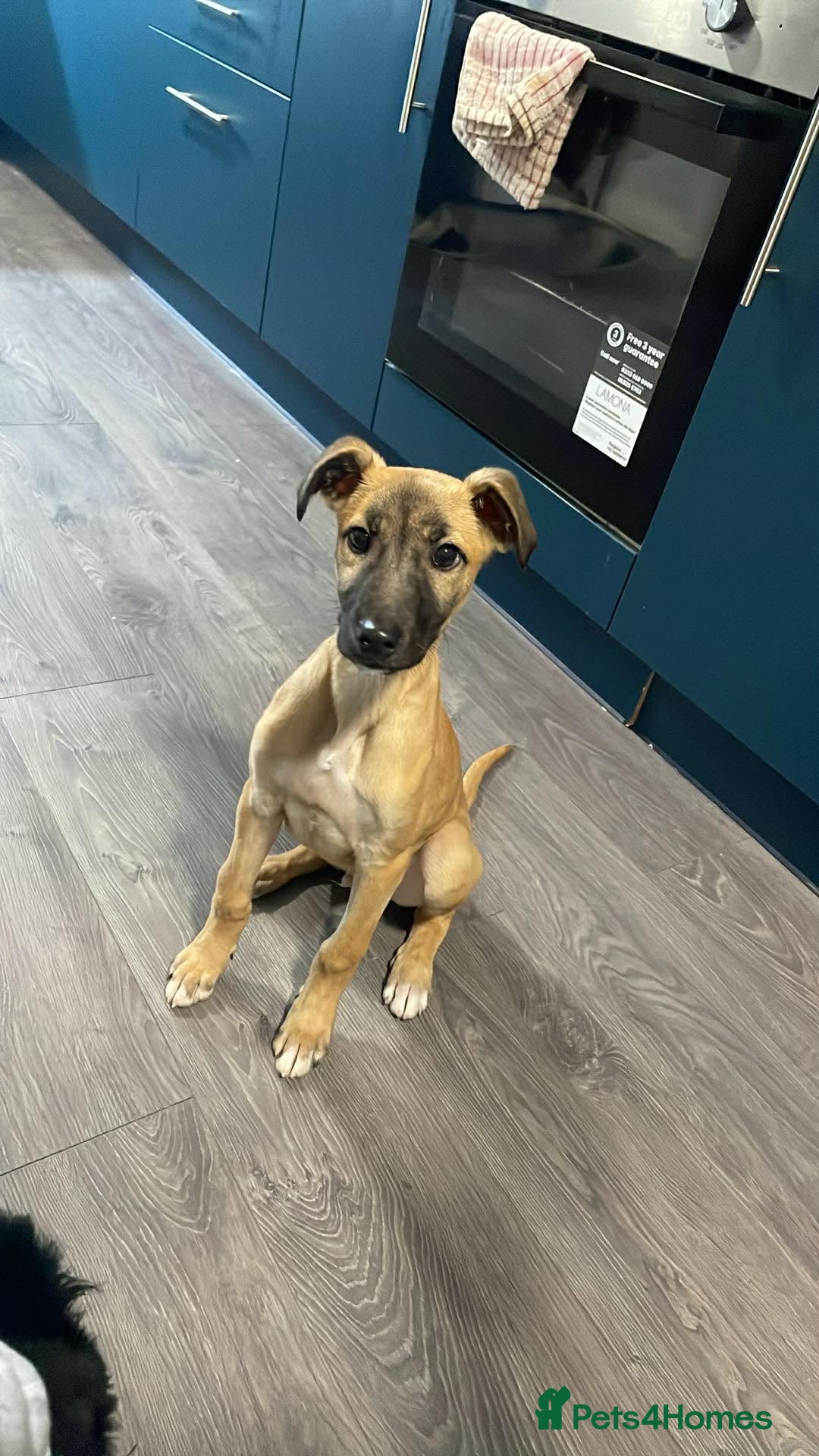 Mixed Breed dogs for sale: Greyhound mix  - Advert 3