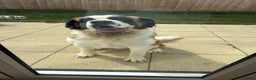 Saint Bernard dogs for sale: Saint Bernard Rehoming - Advert 6