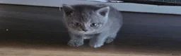 British Shorthair cats for sale: 🐾 Beautiful British Shorthair Kittens  🐾 in Coventry - Advert 5
