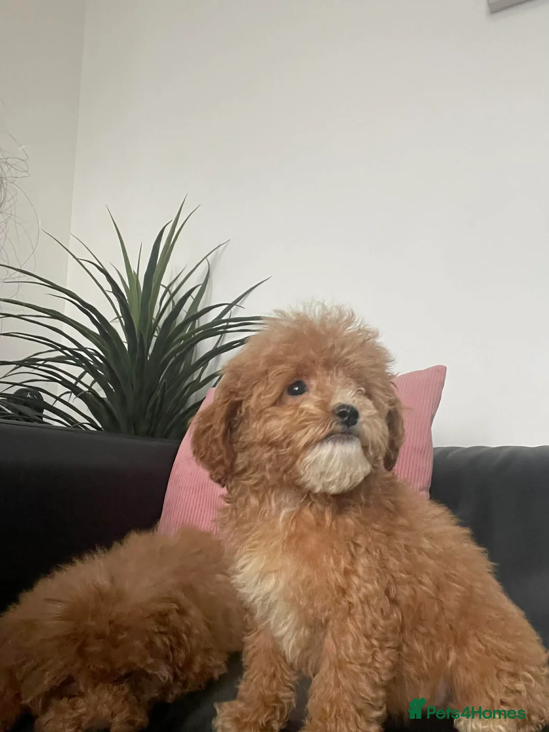 Cavapoo dogs for sale: Beautiful Cavapoo Puppies for Sale - Advert 8
