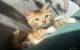 Turkish Van cats for sale: 5 beautiful kittens looking for families  - Image 17