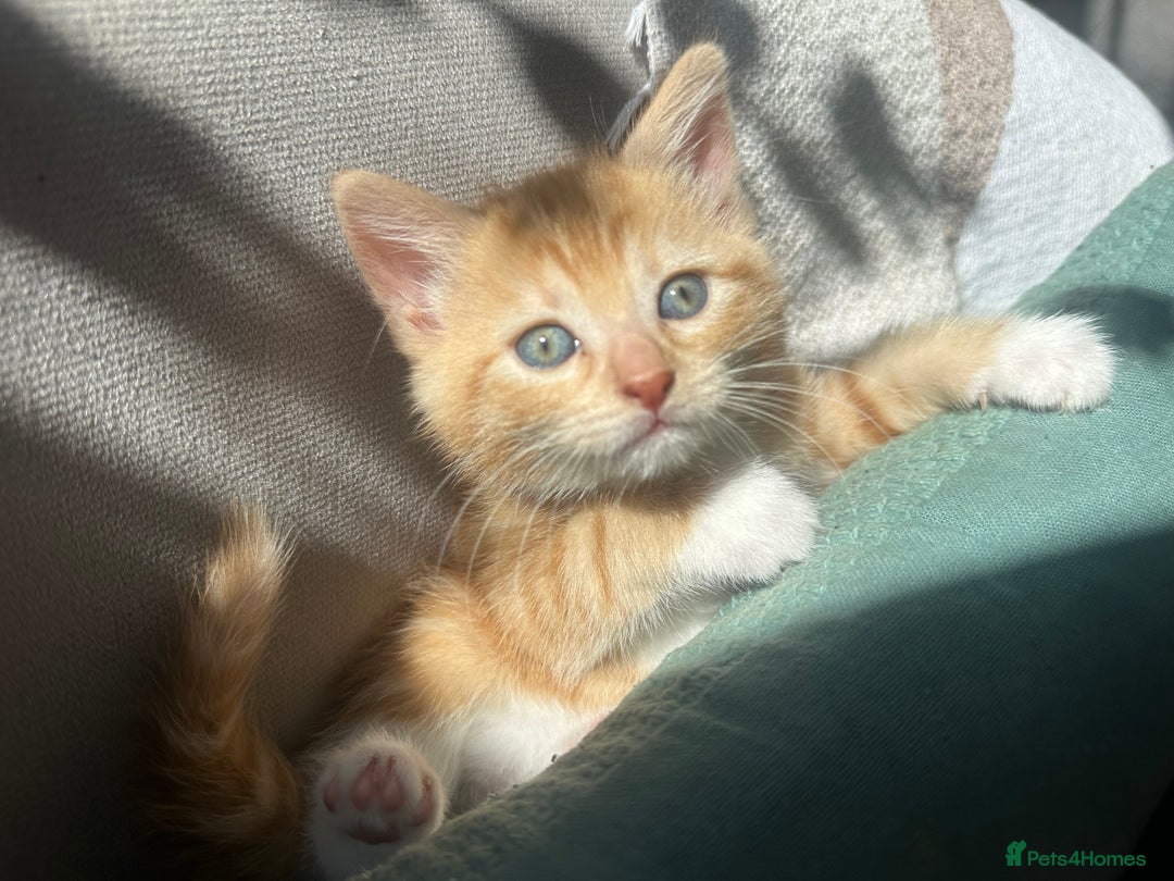 Turkish Van cats for sale: 5 beautiful kittens looking for families  - Image 17