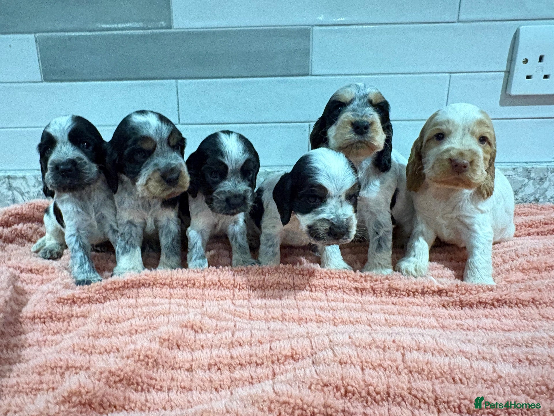 Cocker Spaniel dogs for sale: *KC REG show cocker spaniels  - Advert 1