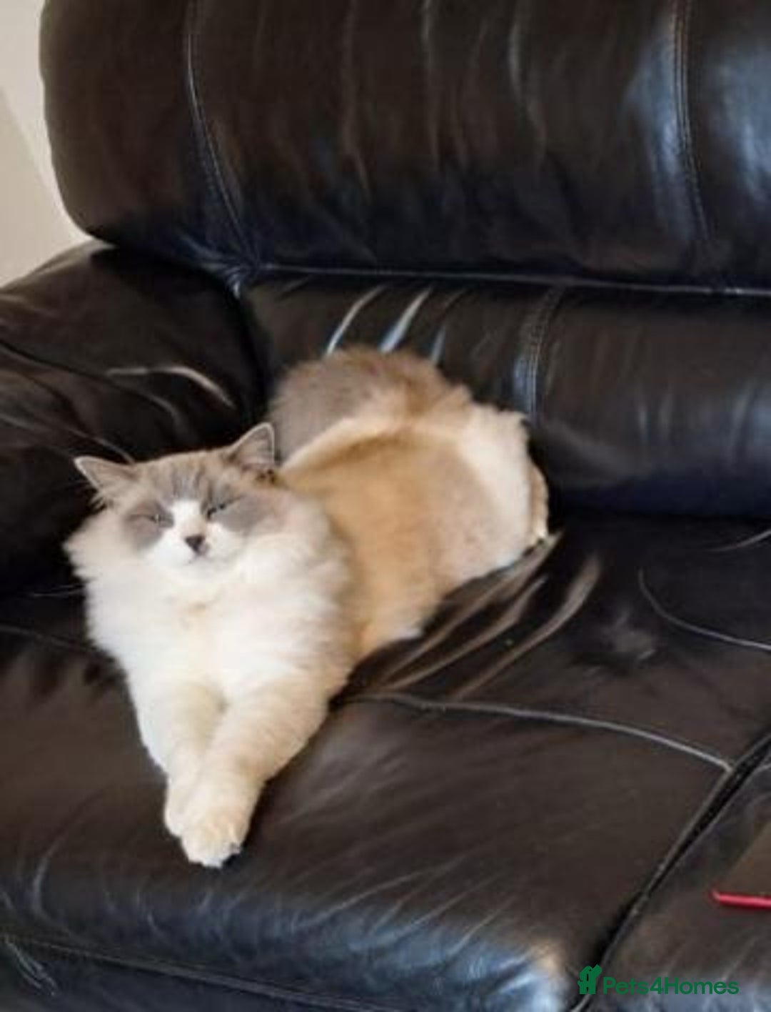 Ragdoll cats for sale: Simba neutered ragdoll  - Image 4