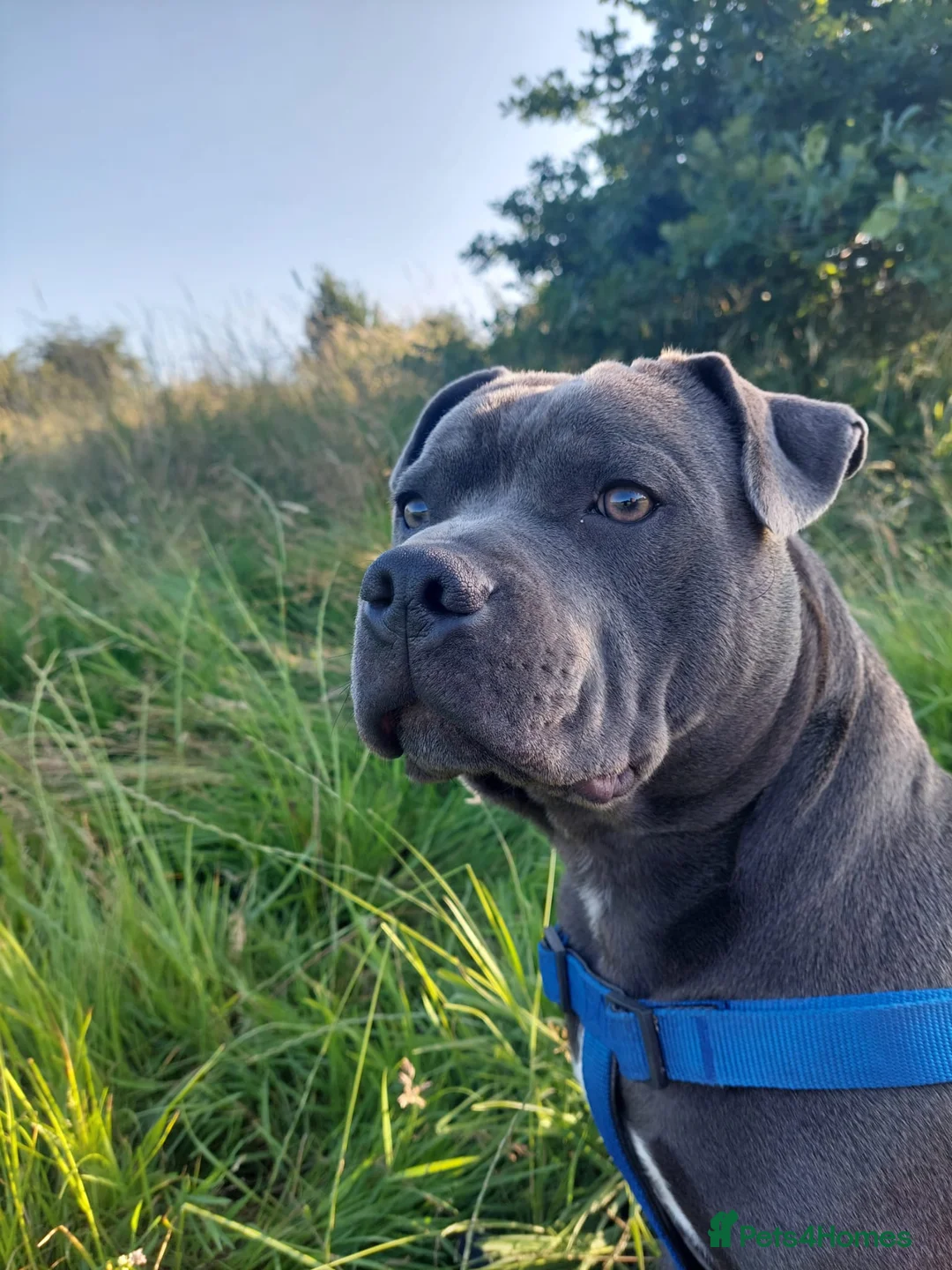 Staffordshire Bull Terrier dogs for stud: KC Registered Blue Staff stud - Advert 4