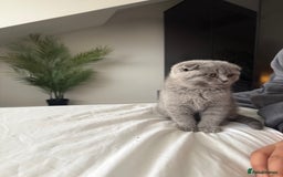 British Shorthair cats for sale: Beautiful BSH/Fold Kitten - Advert 5