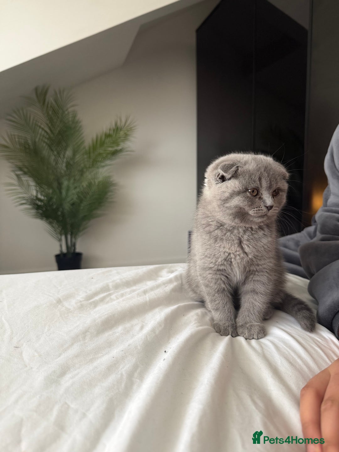 British Shorthair cats for sale: Beautiful BSH/Fold Kitten - Advert 5