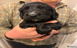 Sprocker dogs for sale: Sprocker spaniel puppies  - Image 2