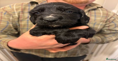 Sprocker dogs - Advert 1