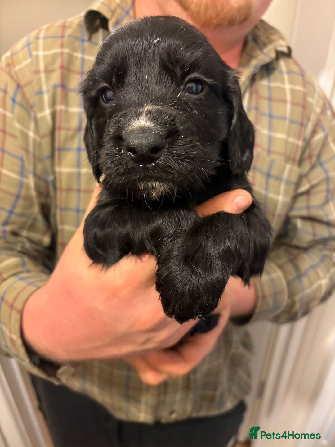 Sprocker dogs for sale: Sprocker spaniel puppies  - Image 2