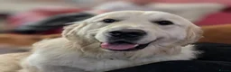 Golden Retriever dogs for sale: Fully Health tested Golden Retriever Pups - Advert 3