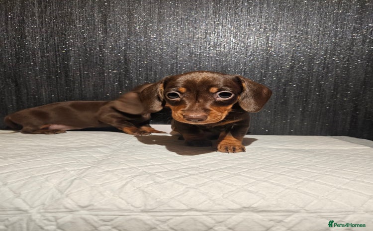 Miniature Dachshund dogs - Advert 9