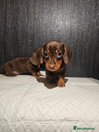 Miniature Dachshund dogs - Advert 9