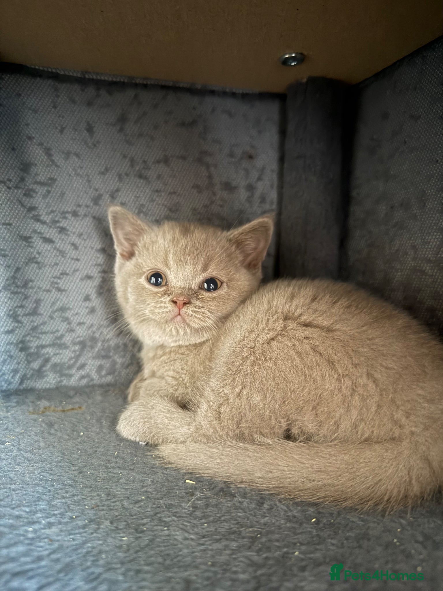 British Shorthair cats for sale: Lilac & Chocolate British shorthair kittens  - Advert 7
